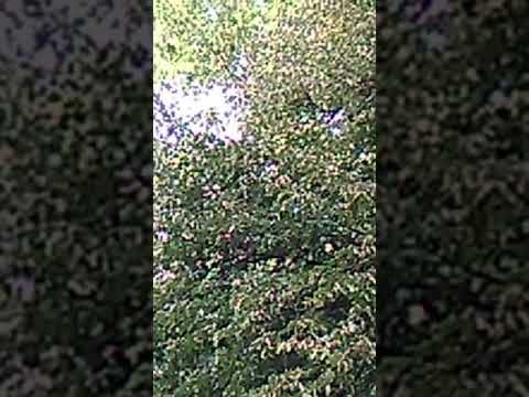 The Chimes of the EKU Clocktower