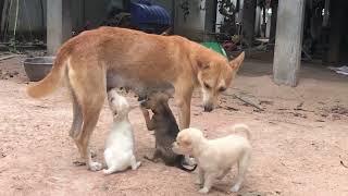 #dogs #doglife #dogshorts #animals #amazingdogs #shortvideo #cutedogs #beautifuldogs #funnyanimal