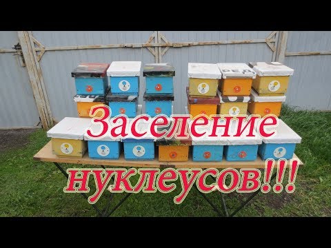 ЗАСЕЛЕНИЕ НУКЛЕУСОВ.ТРЯСЁМ ПЧЁЛ С ПЧЕЛИНЫХ СЕМЕЙ.🔥🔥🔥
