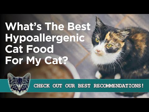 Best Hypoallergenic Cat Food - Food for Cats with Allergies: Reviews and Guide