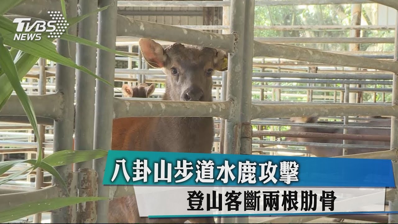 八卦山步道水鹿攻擊 登山客斷2根肋骨