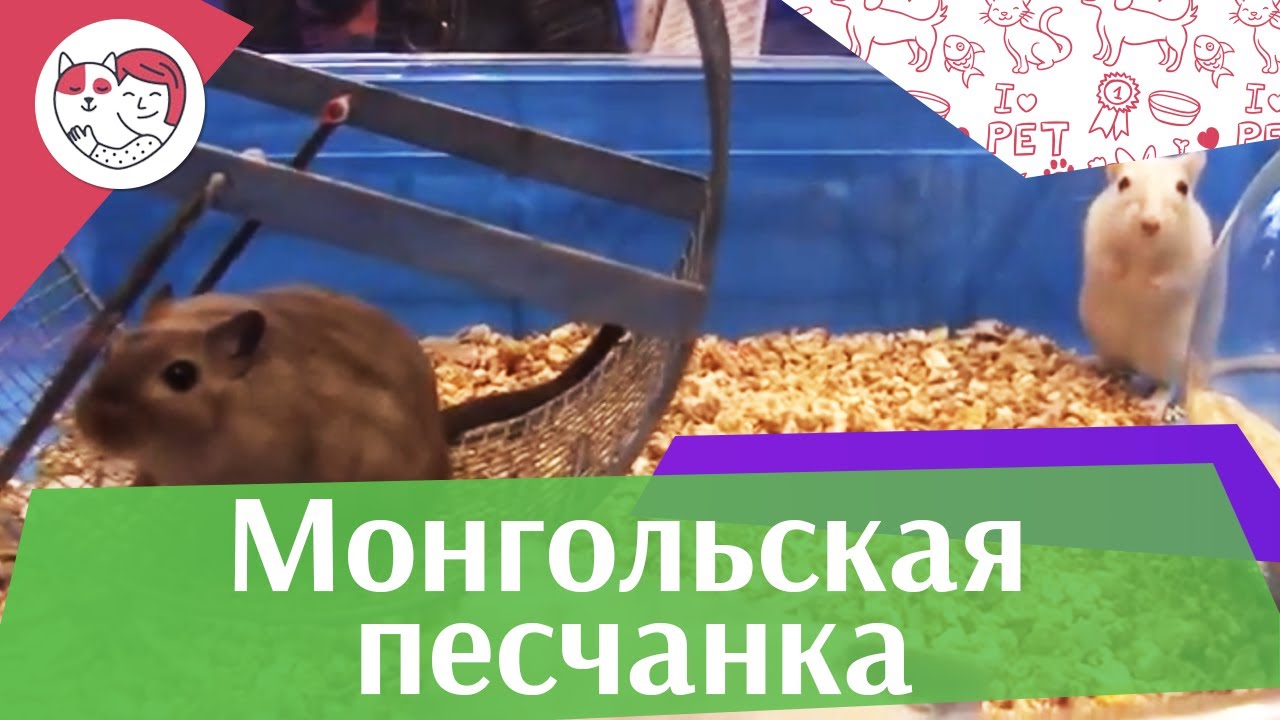 Монгольская песчанка Выбор животного на ilikepet