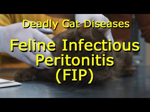 Deadly Cat Diseases: Feline Infectious Peritonitis or FIP
