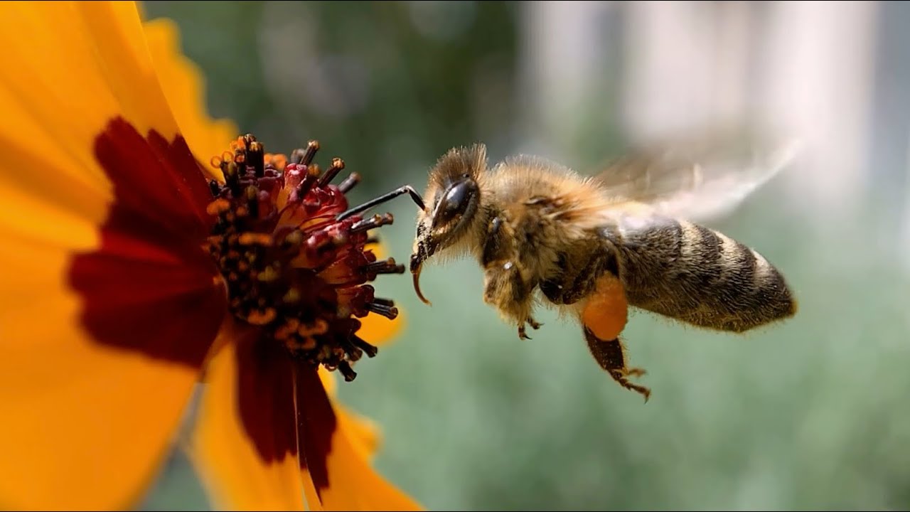 TheBeekeeper.org - The Magic of Pollination