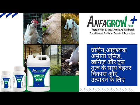 Powder animal growth promoter feed supplement (anfagrow plus...