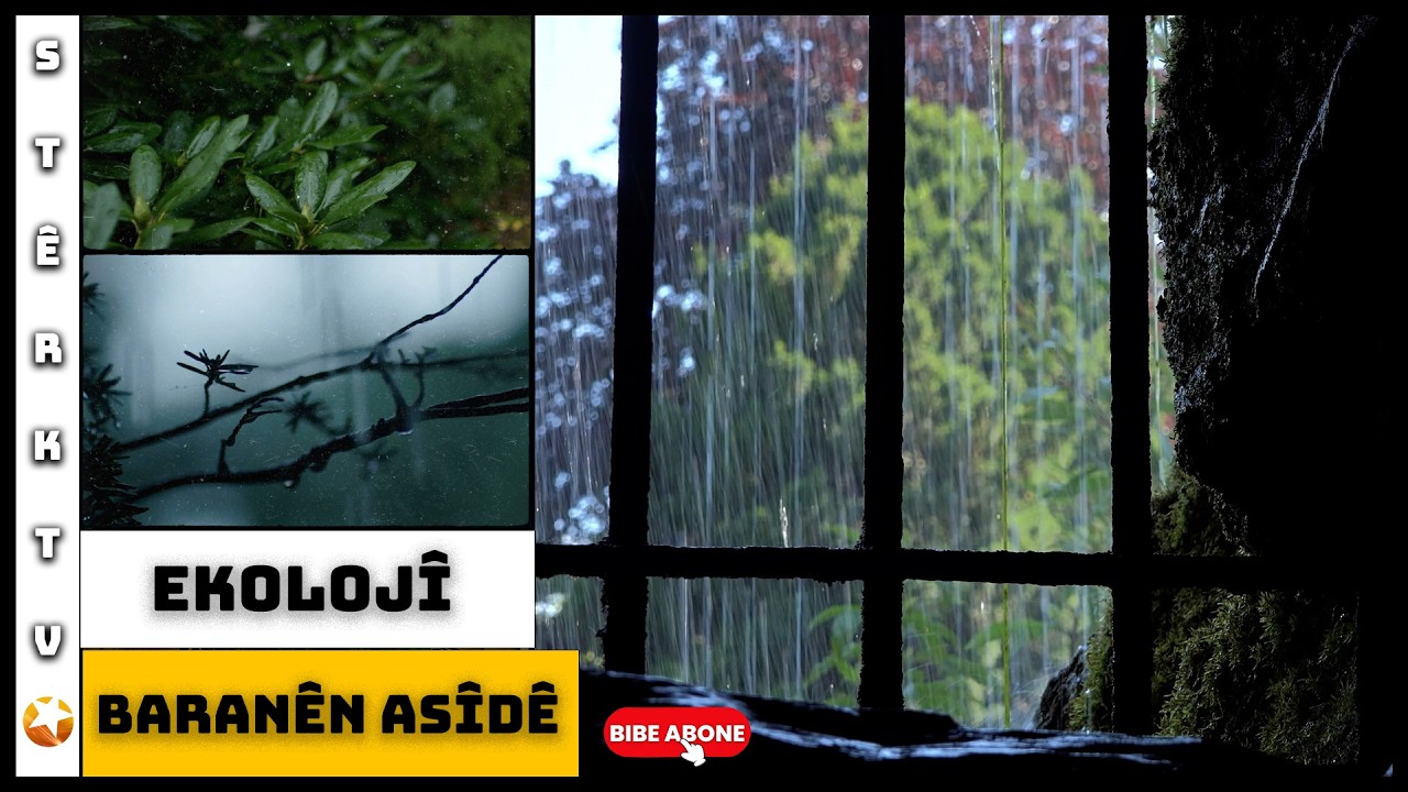 Ekolojî - Baranên Asîdê