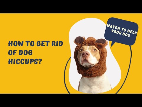 How to Get Rid of Hiccups in Dogs
