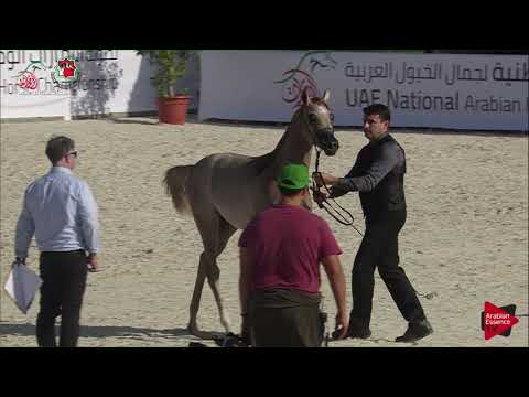 N 28 AJ FDAWI   UAE Nationals 2019