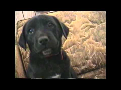 Lakeesha "Boogaface" Wilson-R.I.P.