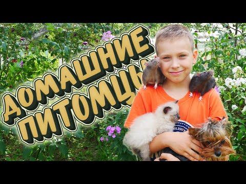 🐭 Мои домашние питомцы 🐀 🐕 🐈