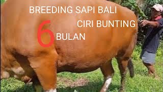 Download lagu breeding ‼️Bali cattle, characteristics of 6-month pregnant cows mp3 Download lagu breeding ‼️Bali cattle, characteristics of 6-month pregnant cows mp3
