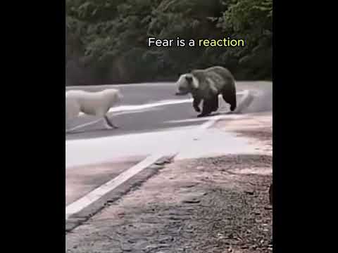 WORLDS MOsT BRAVE DOG ALABAi SEES OFF A GRIZZLY BEAR #alabai  #dog #grizzlies  #bear