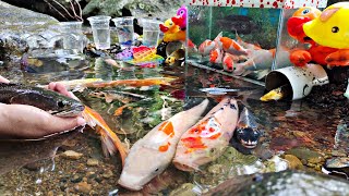 Download lagu Mencari ikan cupang di sungai, dan menemukan ikan lele raksasa, ikan hias, ikan louhan, ikan koi, mp3