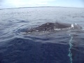 Humpback Whales At Hervey Bay 2011 8148 AVI