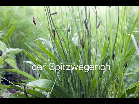 , title : 'Der Spitzwegerich - Viriditas Heilpflanzen-Video'