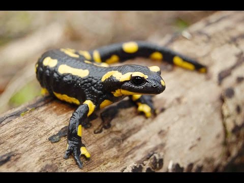 Tritons et salamandres - Documentaire animaux