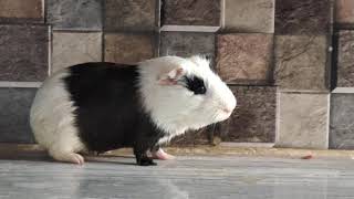 Ye Cuhaa akele rehena pasand karta hai 🐀🐀 !! Rats Without tail !! Mouse ........