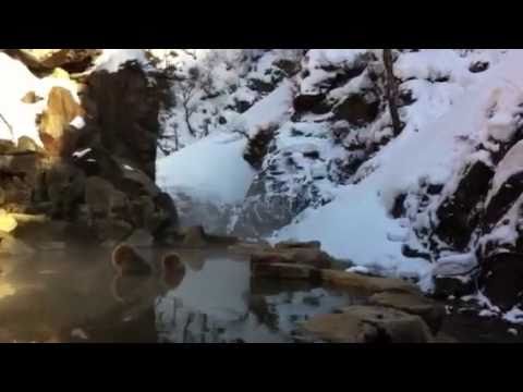 Onsen de los macacos japoneses