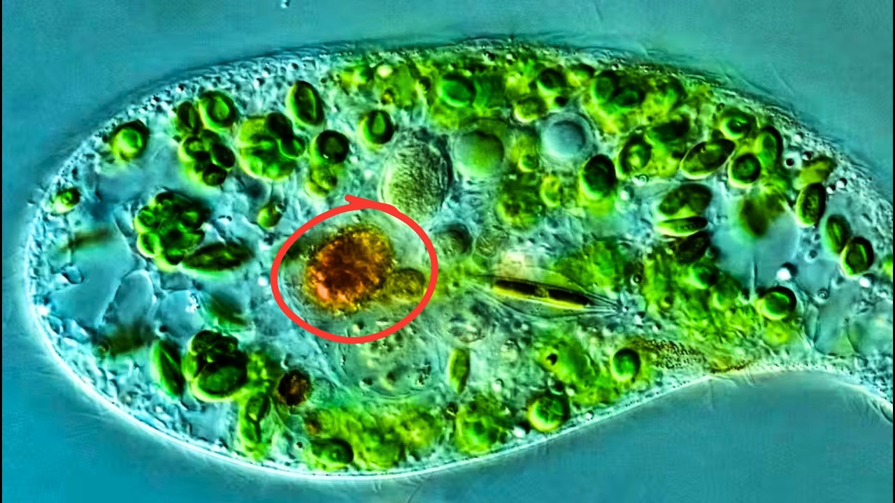 Descubren una superbacteria que estaba escondida en una cueva durante millones de años