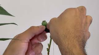 Scott Cruz, Ph.D.  |  University of Florida  |  NFREC Fruit Physiology Lab