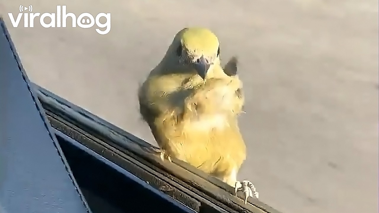 Little Bird Catches a Ride on the Bus || ViralHog