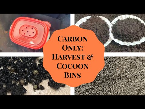 The Carbon Only Bins Get an Overhaul + A New Cocoon Bin