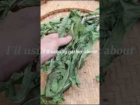 Sleeping potion from wild lettuce - recipe.