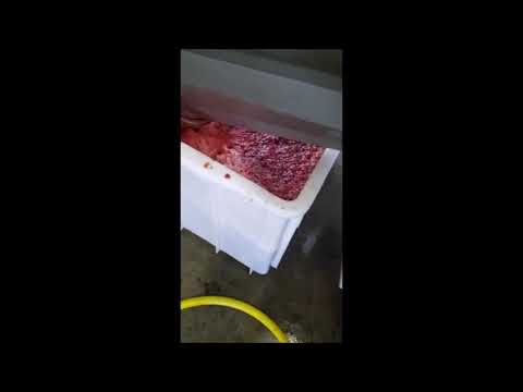 Дробилка для фруктов и овощей 1500-1800 кг/час, производство Италия