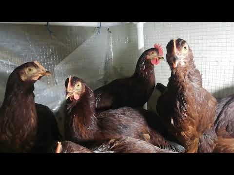 Rhode Island Red Heritage F2 Breed 3 Month Old