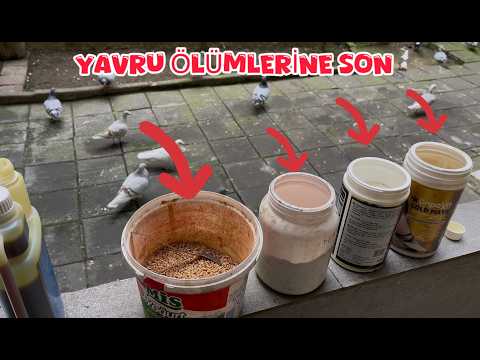 END TO DEATHS IN PIGEON COOPS (DON'T MISS THIS VIDEO)