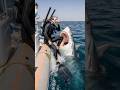 POV A Shark Attacks A Diver Who Was About To Dive Into The Ocean Pov Diving Attack Shark Ocean