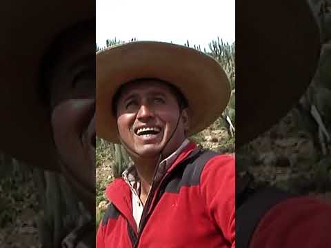 Rodeo de Burros