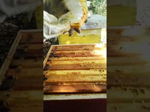 sakupljanje propolisa pomocu folije