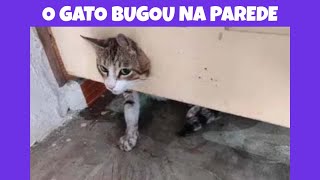 MELHORES MEMES EM IMAGENS - O GATO BUGOU NA PAREDE
