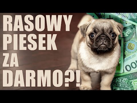 Rasowy piesek "za darmo" z OLX - oszustwo