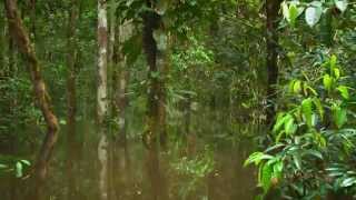 TRAILER LA SELVA INFLADA ESPANOL