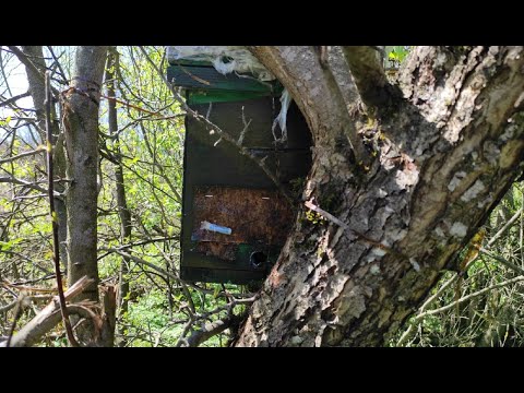 Пчеловодство. Роеловство.Охота на пчёл.Установка ловушек на бродячии рои с апироем на пчёл в лесу.
