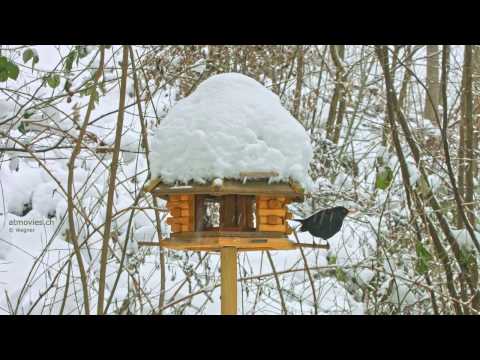 Original Atmovie 4K - Vogelhäuschen im Schnee
