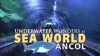 Download lagu Sea World Ancol: Keajaiban Bawah Laut mp3 Download lagu Sea World Ancol: Keajaiban Bawah Laut mp3