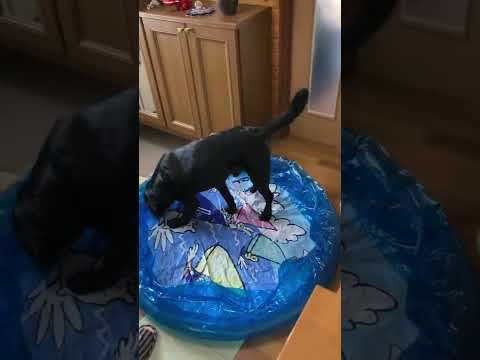 インフレータブルプールの穴を見つけるにはどうすればよいですか?簡単ですぐにできる方法は次のとおりです  庭園