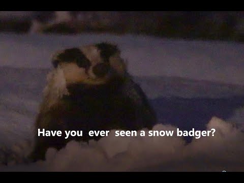 Looking for signs of spring in Buvika/Illhaugen, and found a snow badger.