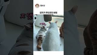 개그+스릴 둘 다 잡은 냥이
