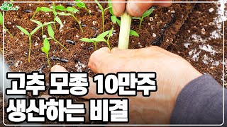고추 모종 10만주 육묘하는 방법ㅣ토종 고추 재배ㅣ내병성을 기르는 접목방법