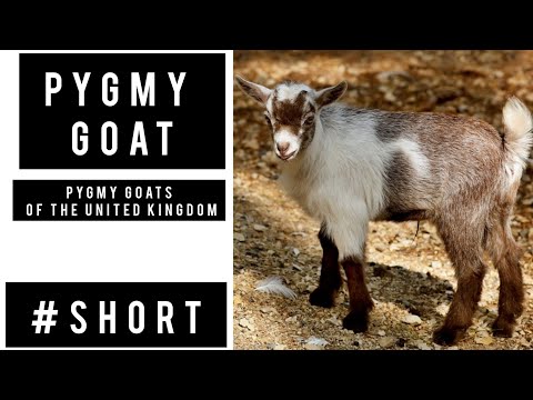 , title : 'The American Pygmy Goat 🐐 #shorts #wildtour'
