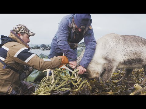 Hunter Rescues Trapped Caribou Bull on Bering Sea