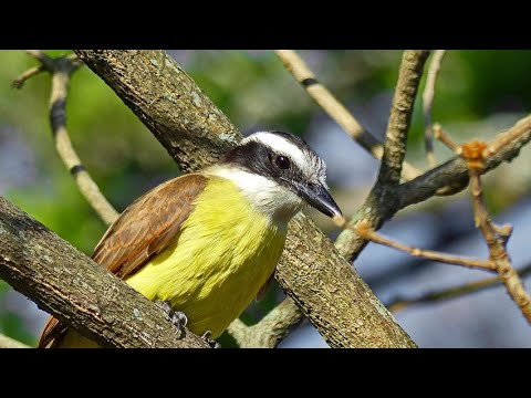 Escolta de Vagalumes - Rick & Renner