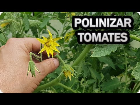 , title : '👉 POLINIZAR El TOMATE De Forma Manual Flor Del Tomate || La Huertina De Toni'