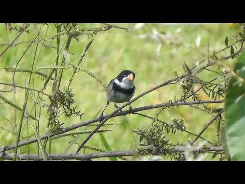 Kňažík bielohrdlý (Sporophila albogularis) — spev a hlas v prírode