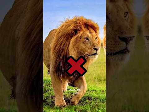 Lion vs Hazrat Ali (razi allah tala anhu) Lion🦁 #shorts ##viral #islamic