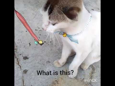 Cat eating her collar